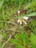 Arabidopsis spp