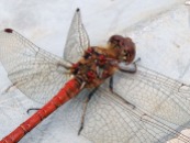 Common Darter dragonfly 2