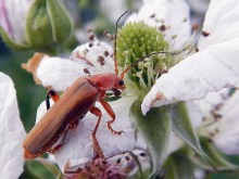 Common Red Soldier beetle
