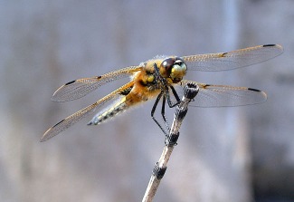 Four Spot Chaser dragonfly