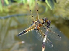 Four Spot Chaser dragonfly 2