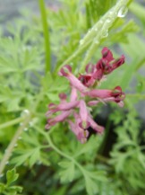 Hollow Fumitory