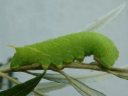 Lime Hawk moth caterpillar