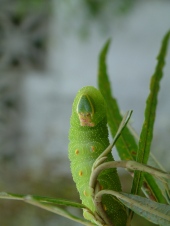 Lime Hawk moth caterpillar 2