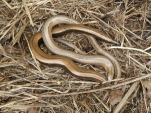 Male (paler) & female (stripe on back) slow worms