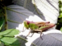 Meadow grasshopper