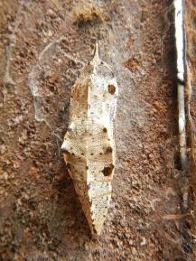 Small White butterfly chrysalis