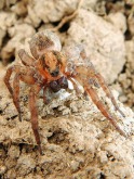 Wolf spider carrying eggs
