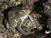 Glenborrodale toad