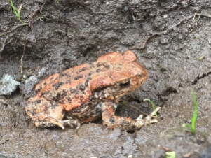 Orange Common Toad